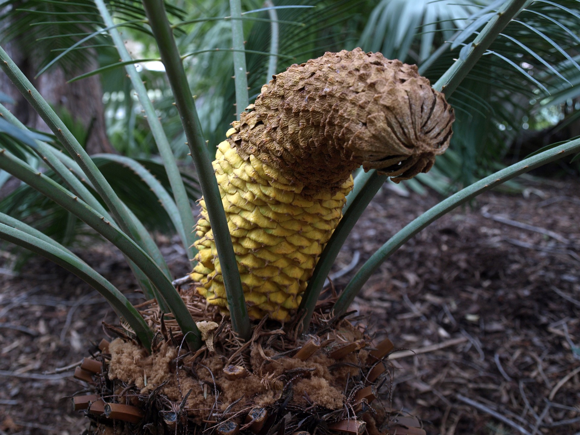 Up Close on the Dukon Cycad